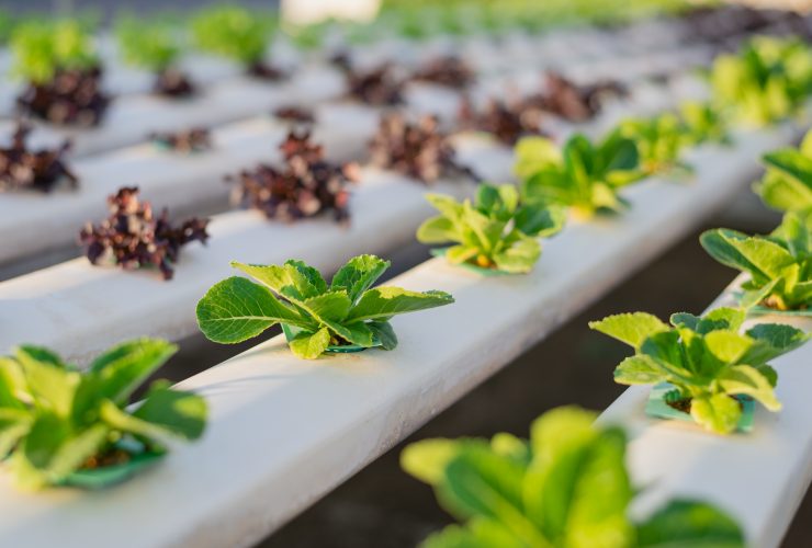 lettuce in hydroponic rows  scaled