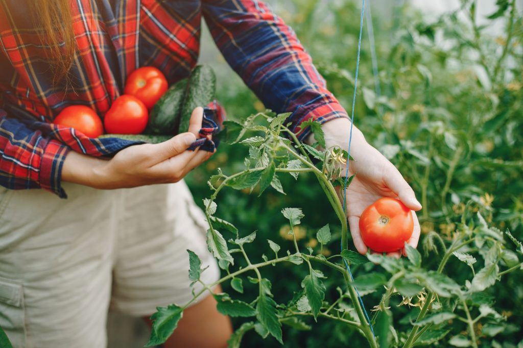 picking tomatoes and holding them in shirt scaled