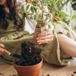 young woman cultivating plants home 1303 22974