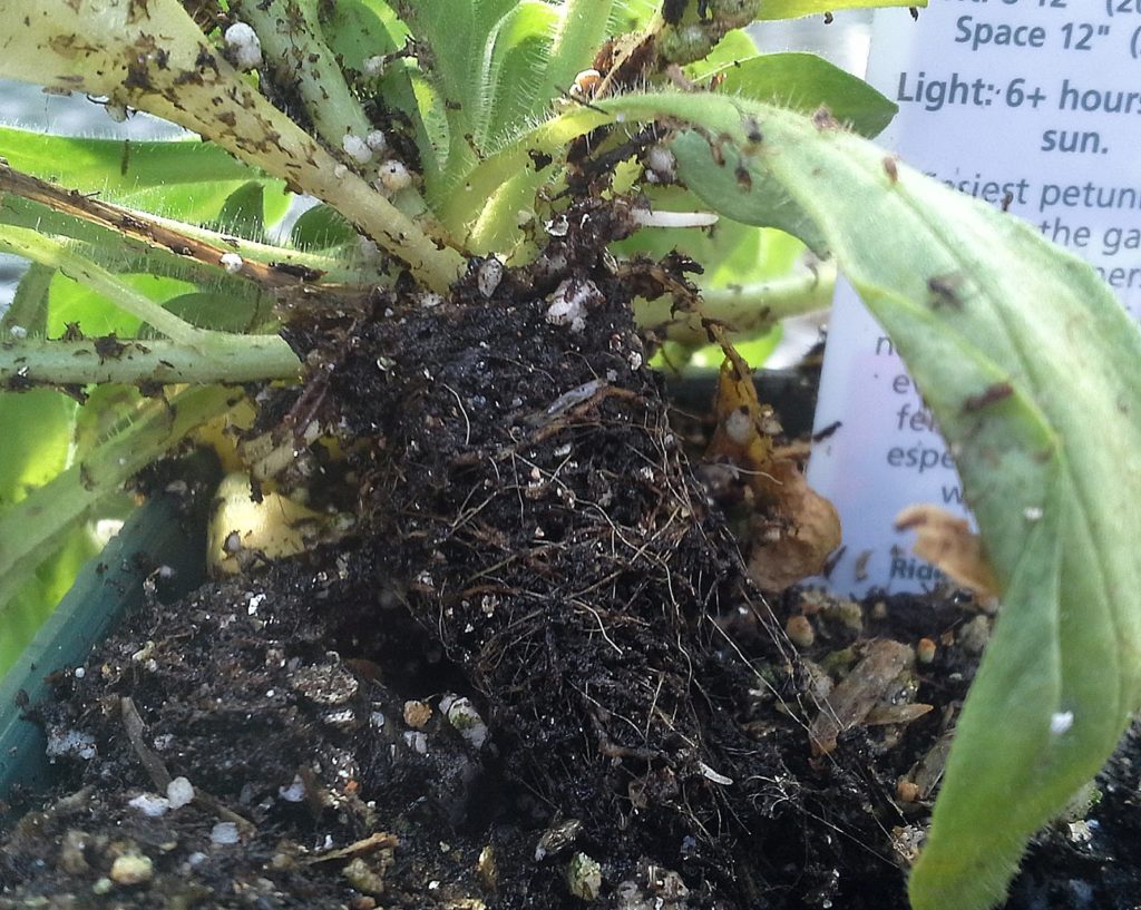 Petunia Pythium On Roots and Fungus Gnat Larvae Disease