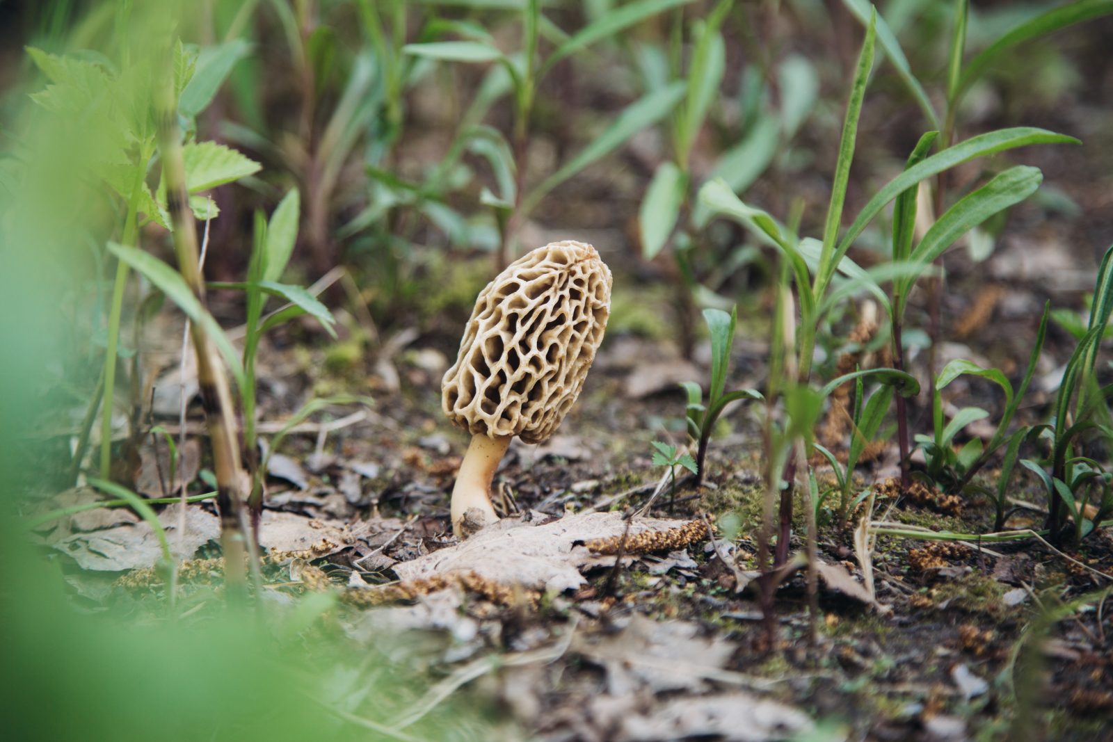 Morel Mushrooms How to Grow scaled