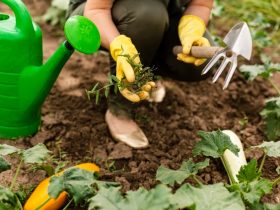 What to grow in your garden ideas