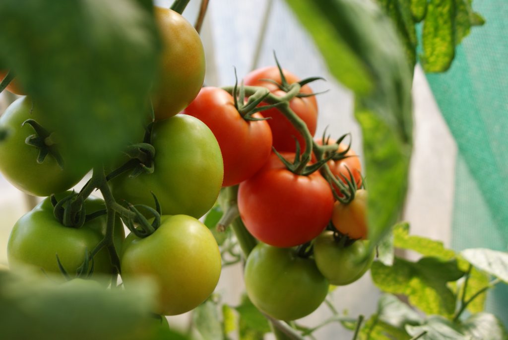 Tomato-Plants